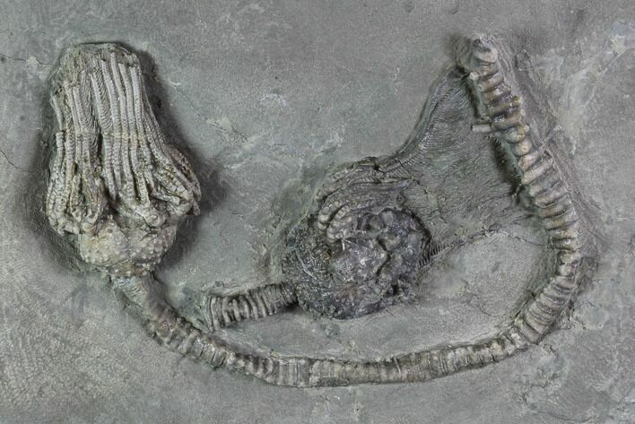 Pair Of D Platycrinites Crinoid Fossils - Crawfordsville, Indiana #94739